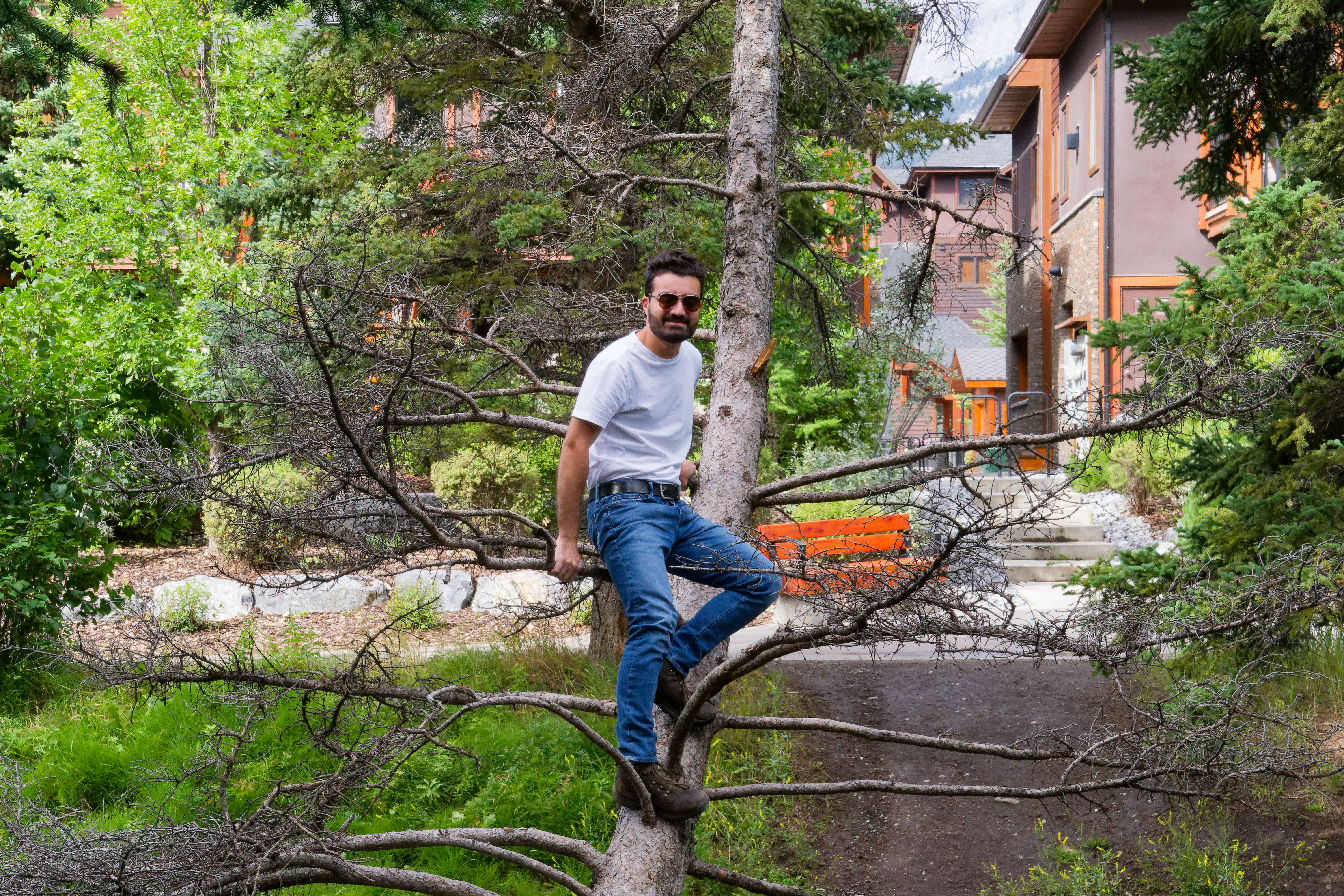 Tree near Canmore